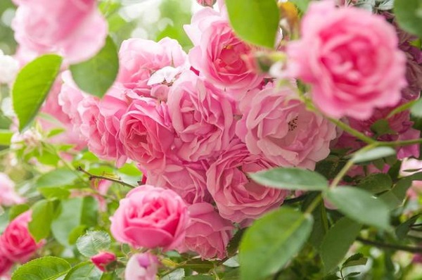 Cách chăm sóc đơn giản để có vườn hồng ngọt ngào trên ban công