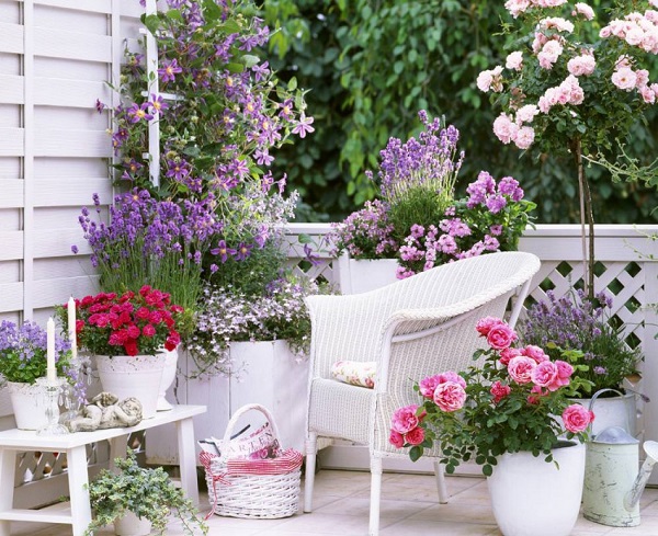 Cách chăm sóc đơn giản để có vườn hồng ngọt ngào trên ban công