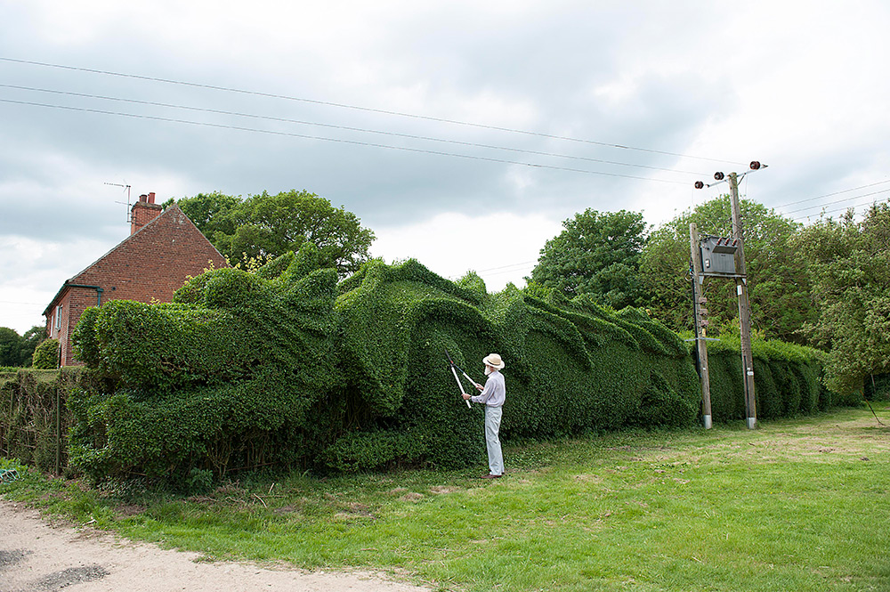 Gardner shapes 100 feet long dragon hedge 1 Ambitious 10 Year Gardening Project : John Brookers Green Dragon Hedge 