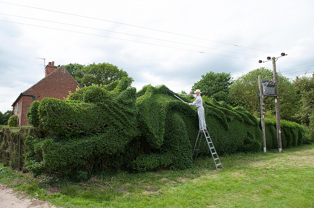 Gardner shapes 100 feet long dragon hedge 2 Ambitious 10 Year Gardening Project : John Brookers Green Dragon Hedge 