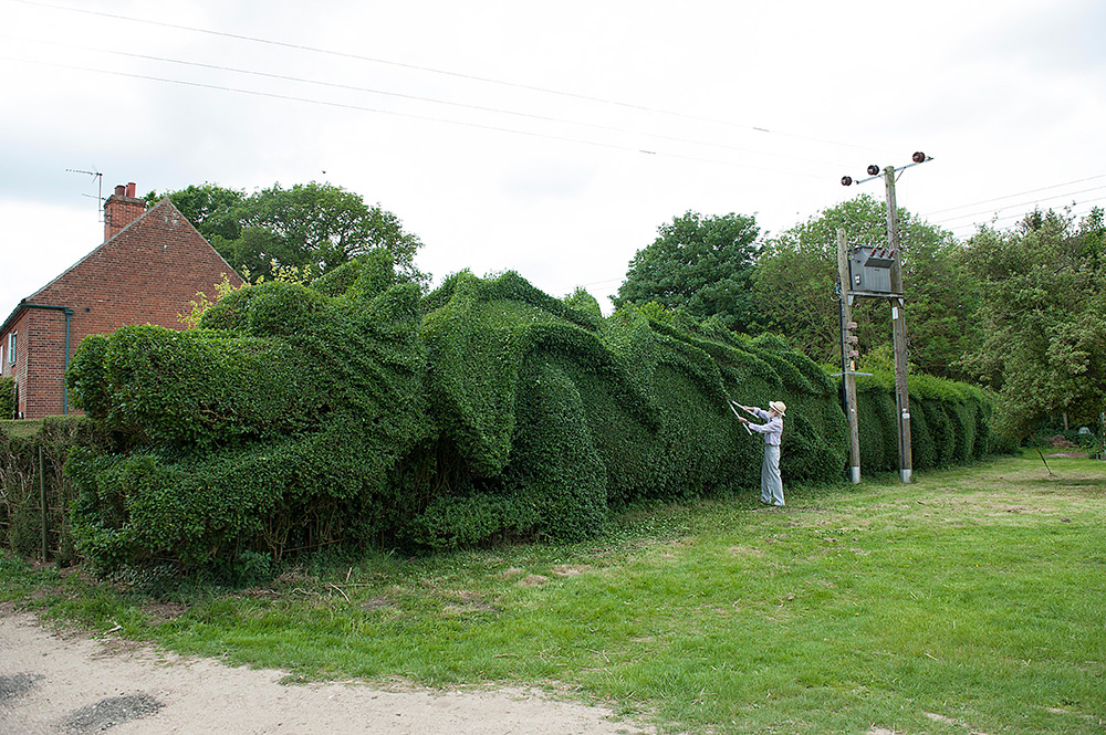 Gardner shapes 100 feet long dragon hedge 3 Ambitious 10 Year Gardening Project : John Brookers Green Dragon Hedge 